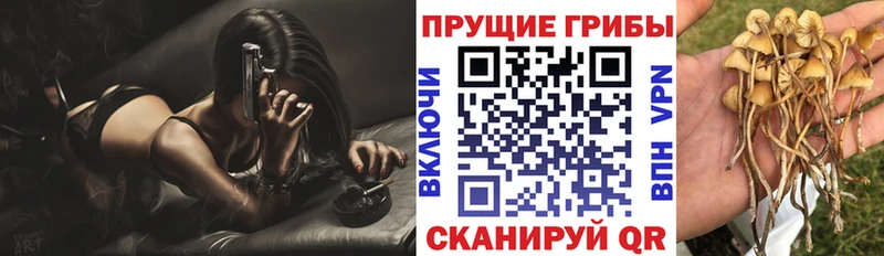 блэк спрут как зайти  Артём  Псилоцибиновые грибы мухоморы 